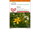 Saflax Garden In The Bag - Iperico - 300 Semi - Hypericum