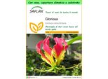 Saflax Garden To Go - Gloriosa - 15 Semi - Gloriosa