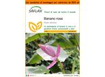 Saflax Garden In The Bag - Banano Rosa - 8 Semi - Musa