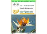Saflax Garden To Go - Uccello Del Paradiso - 5 Semi - Strelitzia