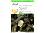 Saflax Garden To Go - Pianta Del Tè - 6 Semi - Camellia