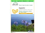 Saflax Garden To Go - Agapanto - 50 Semi - Agapanthus