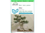 Saflax Garden To Go - Olivo - 20 Semi - Olea
