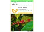 Saflax Garden To Go - Pianta Di Caffè - 8 Semi - Coffea