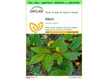 Saflax Garden To Go - Alloro - 6 Semi - Laurus