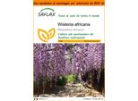 Saflax Garden In The Bag - Wisteria Africana - 15 Semi - Bolusanthus