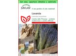 Saflax Garden To Go - Lavanda - 150 Semi - Lavandula