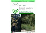 Saflax Garden To Go - Lino Delle Fate Gigante - 10 Semi - Stipa