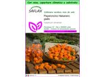 Saflax Garden To Go - Peperoncino Habanero Giallo - 10 Semi - Capsicum