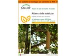 Saflax Garden In The Bag - Albero Delle Salsicce - 10 Semi - Kigelia