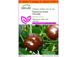 Saflax Garden In The Bag - Peperoncino Sweet Chocolate - 10 Semi - Capsicum