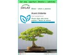Saflax Garden To Go - Acero Tridente - 30 Semi - Acer