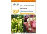 Saflax Garden In The Bag - Sarracenia - 10 Semi - Sarracenia