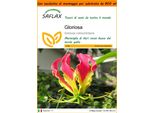 Saflax Garden In The Bag - Gloriosa - 15 Semi - Gloriosa