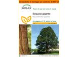 Saflax Garden In The Bag - Sequoia Gigante - 50 Semi - Sequoiadendron