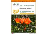 Saflax Garden In The Bag - Albero Dei Tulipani - 30 Semi - Spathodea