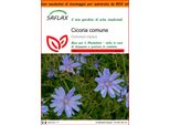 Saflax Garden In The Bag - Cicoria Comune - 250 Semi - Cichorium