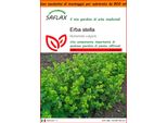 Saflax Garden In The Bag - Erba Stella - 100 Semi - Alchemilla