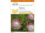 Saflax Garden In The Bag - Protea Re - 5 Semi - Protea