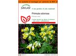 Saflax Garden In The Bag - Primula Odorosa - 100 Semi - Primula