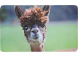 Kesper 31200 Tavola Per La Colazione, Melamina, Alpaca
