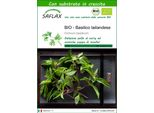Saflax -- Basilico Tailandese - 250 Semi - Con Substrato - Ocimum