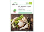 Saflax -- Ravanello - Candela Di Ghiaccio - 100 Semi - Raphanus