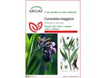 Saflax - Consolida Maggiore - 15 Semi - Symphytum