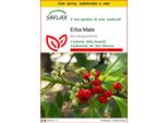 Saflax Insieme Di Coltivazione - Erba Mate - 10 Semi - Ilex