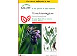 Saflax Insieme Di Coltivazione - Consolida Maggiore - 15 Semi - Symphytum