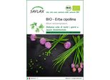 Saflax -- Erba Cipollina - 250 Semi - Allium