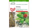 Saflax - Ginseng - 10 Semi - Con Substrato - Panax