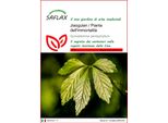 Saflax - Jiaogulan / Pianta Dell'immortalità - 30 Semi - Gynostemma