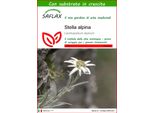 Saflax - Stella Alpina - 500 Semi - Con Substrato - Leontopodium
