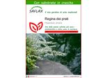 Saflax - Regina Dei Prati - 500 Semi - Con Substrato - Filipendula
