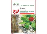 Saflax - Ginseng - 10 Semi - Panax