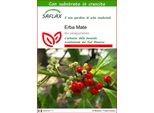 Saflax - Erba Mate - 10 Semi - Con Substrato - Ilex