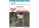 Saflax Set Regalo - Stella Alpina - 500 Semi - Leontopodium