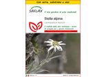 Saflax Insieme Di Coltivazione - Stella Alpina - 500 Semi - Leontopodium