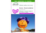 Saflax - Zucca - Zucca Lanterna - 10 Semi - Con Substrato - Cucurbita