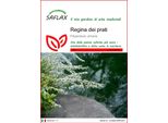 Saflax - Regina Dei Prati - 500 Semi - Filipendula
