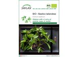 Saflax -- Basilico Tailandese - 250 Semi - Ocimum