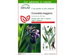 Saflax - Consolida Maggiore - 15 Semi - Con Substrato - Symphytum