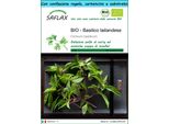 Saflax Set Regalo -- Basilico Tailandese - 250 Semi - Ocimum