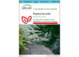 Saflax Set Regalo - Regina Dei Prati - 500 Semi - Filipendula