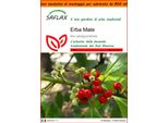 Saflax Garden In The Bag - Erba Mate - 10 Semi - Ilex