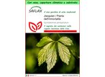 Saflax Garden To Go - Jiaogulan / Pianta Dell'immortalità - 30 Semi - Gynostemma
