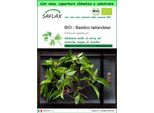 Saflax Garden To Go -- Basilico Tailandese - 250 Semi - Ocimum