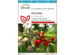 Saflax Set Regalo - Erba Mate - 10 Semi - Ilex