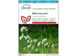 Saflax Set Regalo - Billeri Dei Prati - 100 Semi - Cardamine